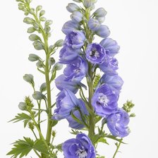 Схема вышивки «№2495249»