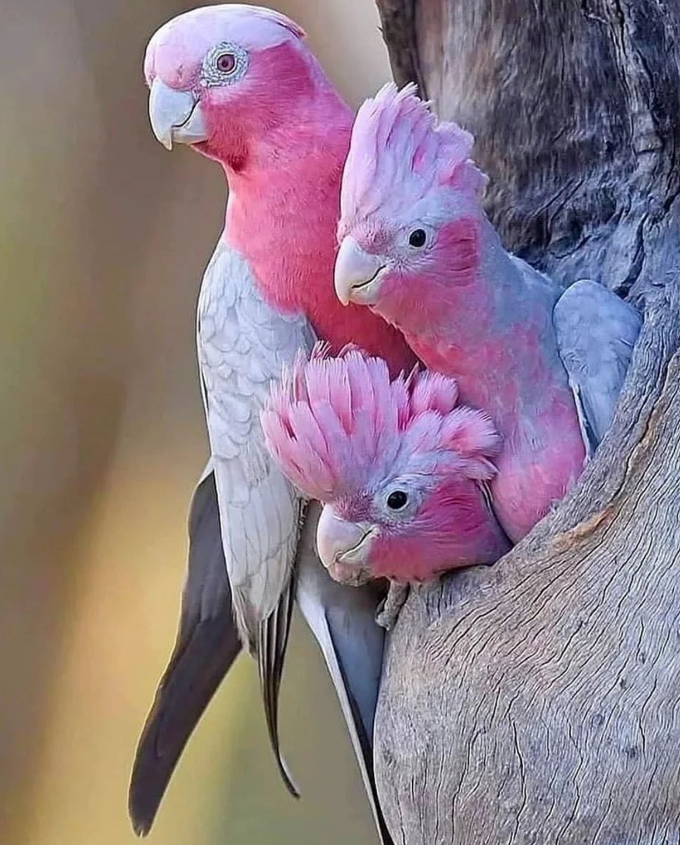 Какад. Попугаи неразлучники Какаду. Розовый Какаду Гала. Попугай Какаду розовый. Неразлучники попугаи розовые.