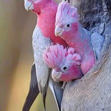 Схема вышивки «Попугайки»