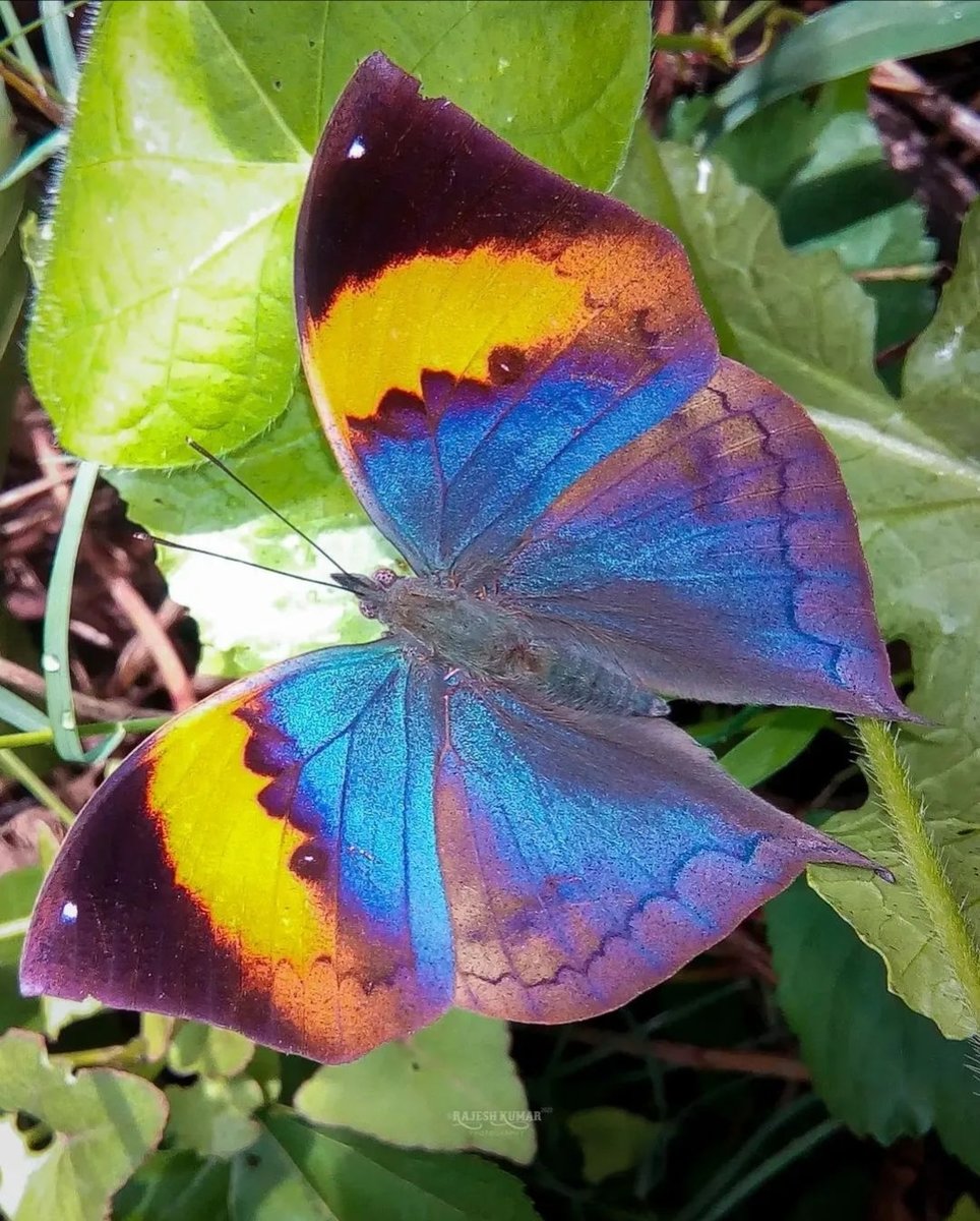 Бабочка - бабочка - оригинал