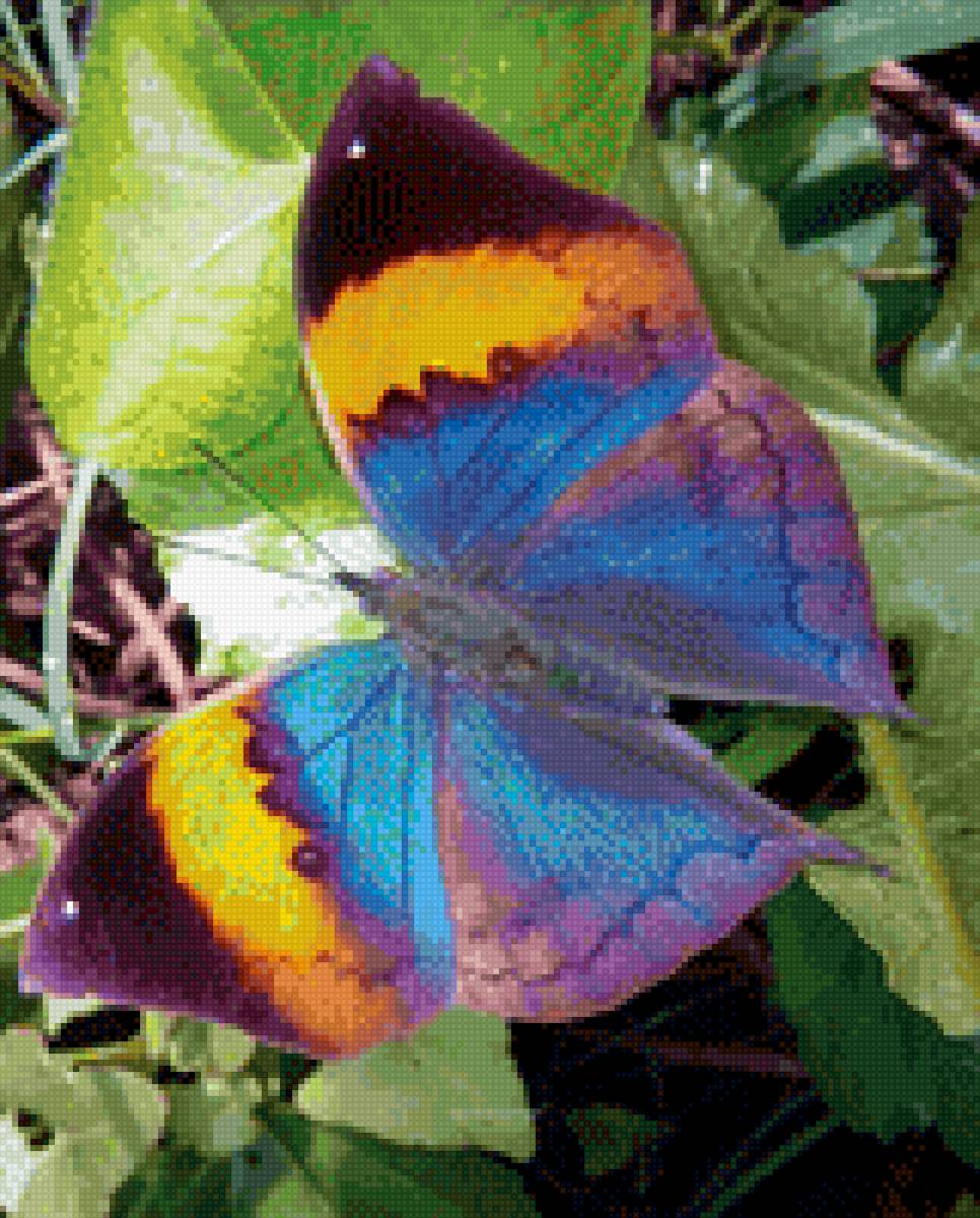 Бабочка - бабочка - предпросмотр