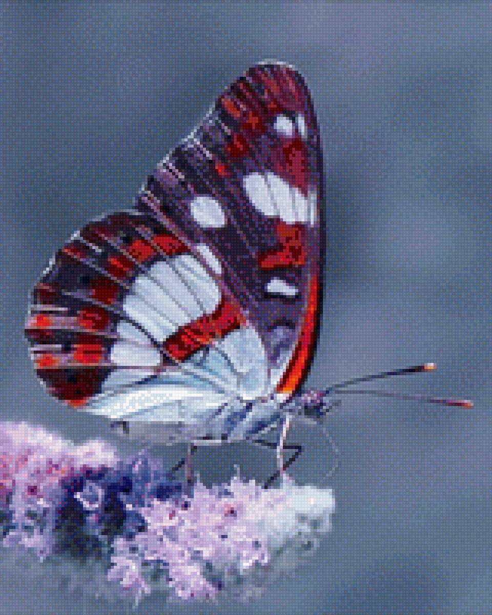 Бабочка - бабочка - предпросмотр