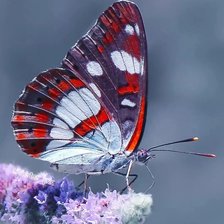 Схема вышивки «Бабочка»