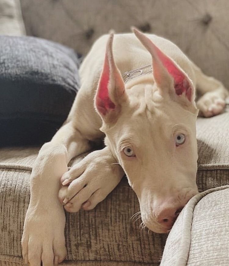 Доберман - оригинал