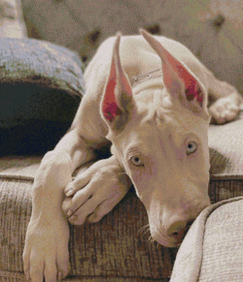 Доберман - предпросмотр