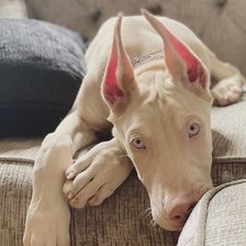 Схема вышивки «Доберман»