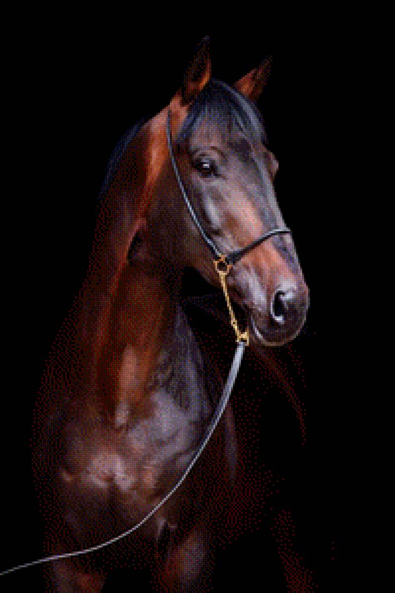 Лошадь 🐎 - предпросмотр