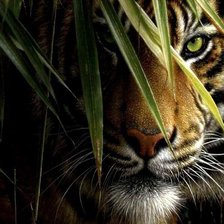 Схема вышивки «тигр»