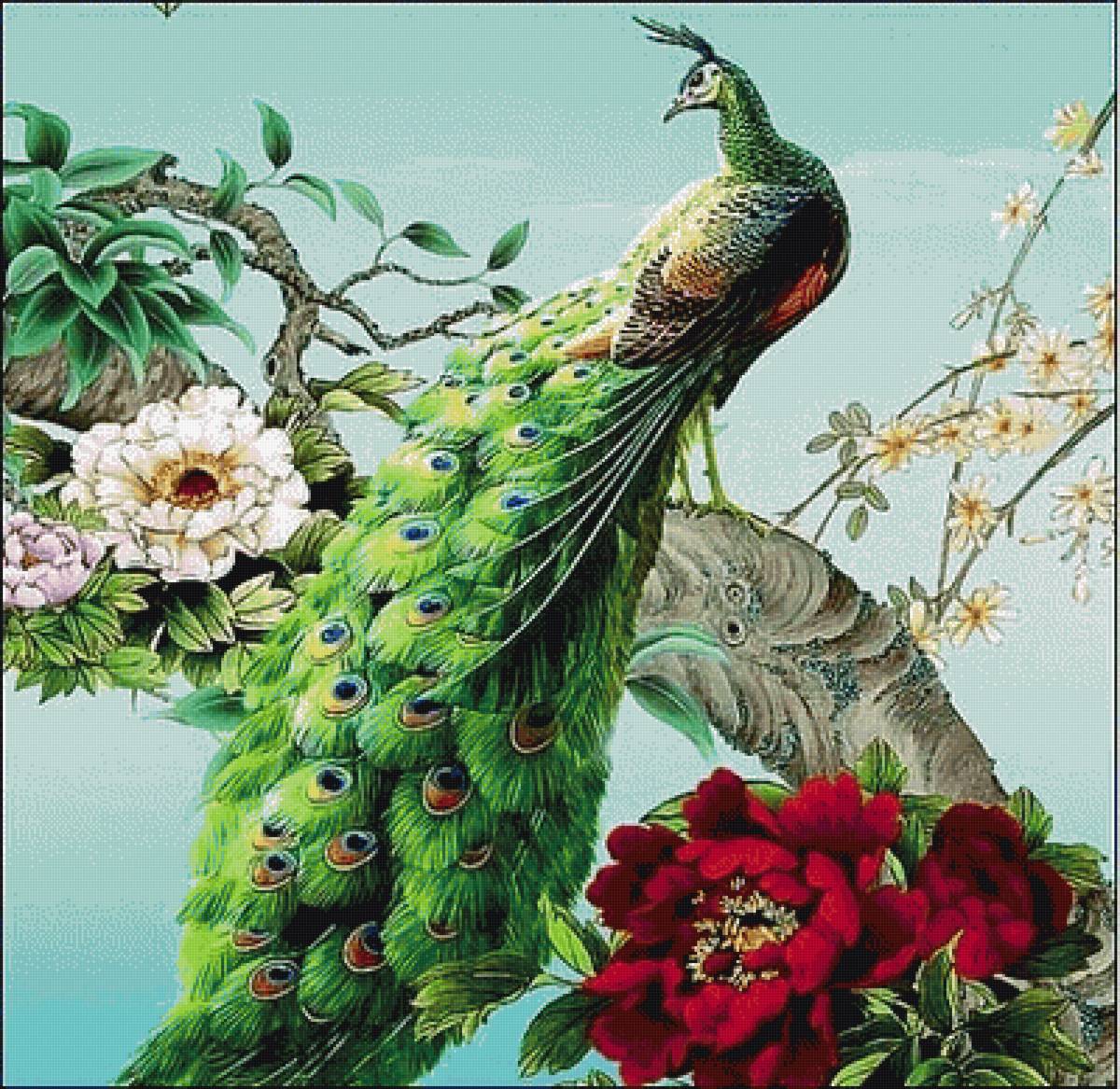 Мой павлин - павлин - предпросмотр