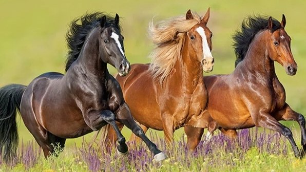 Лошади - лошади - оригинал