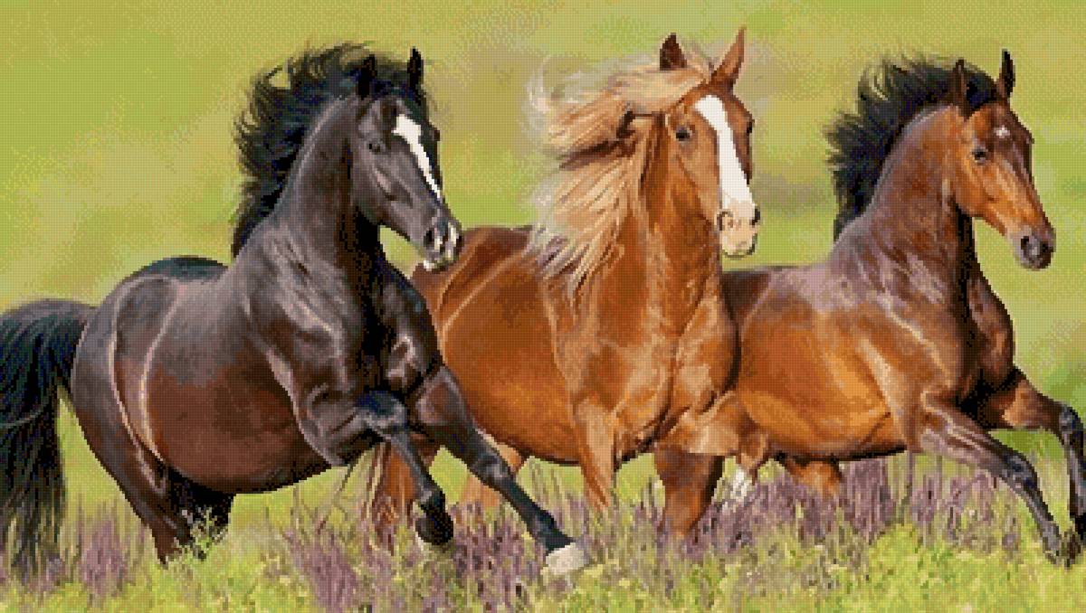 Лошади - лошади - предпросмотр