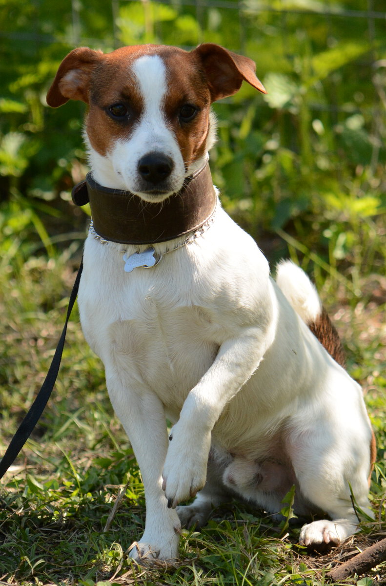 Джек-рассел - собаки, джек-рассел - оригинал