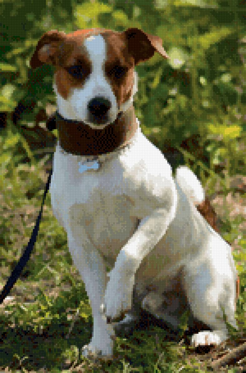 Джек-рассел - джек-рассел, собаки - предпросмотр