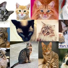 Схема вышивки «Коты»