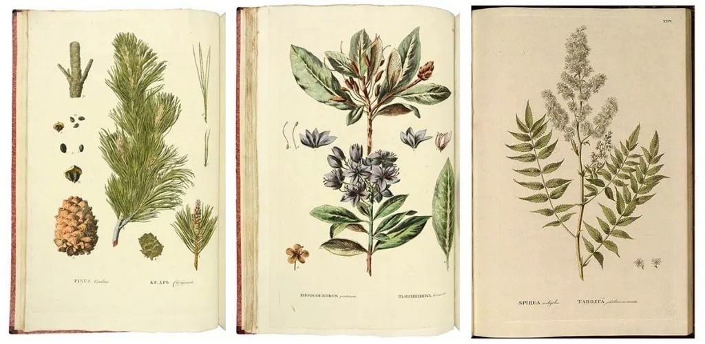 Ботаника - цветы, растения, ботаника - оригинал