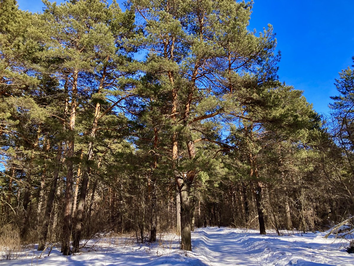 Сосны - оригинал