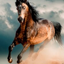 Бегущий конь в пустыне