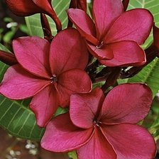 Схема вышивки «Красный цветок»