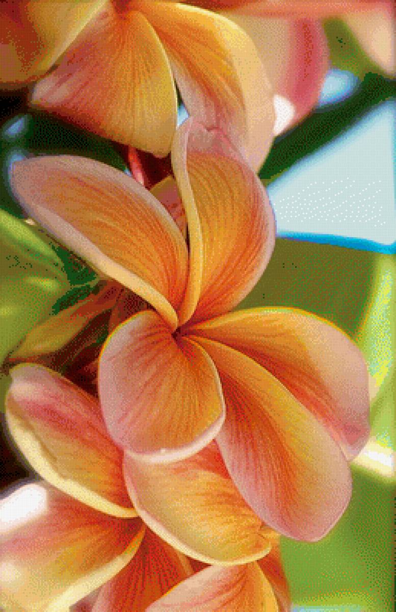 Красота - растения, цветы - предпросмотр