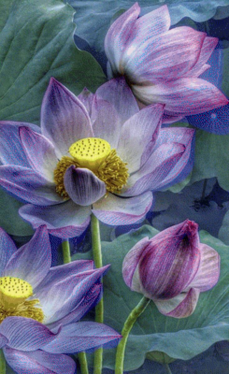 Лотос - цветок красоты - цветы - предпросмотр