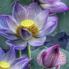 Лотос - цветок красоты