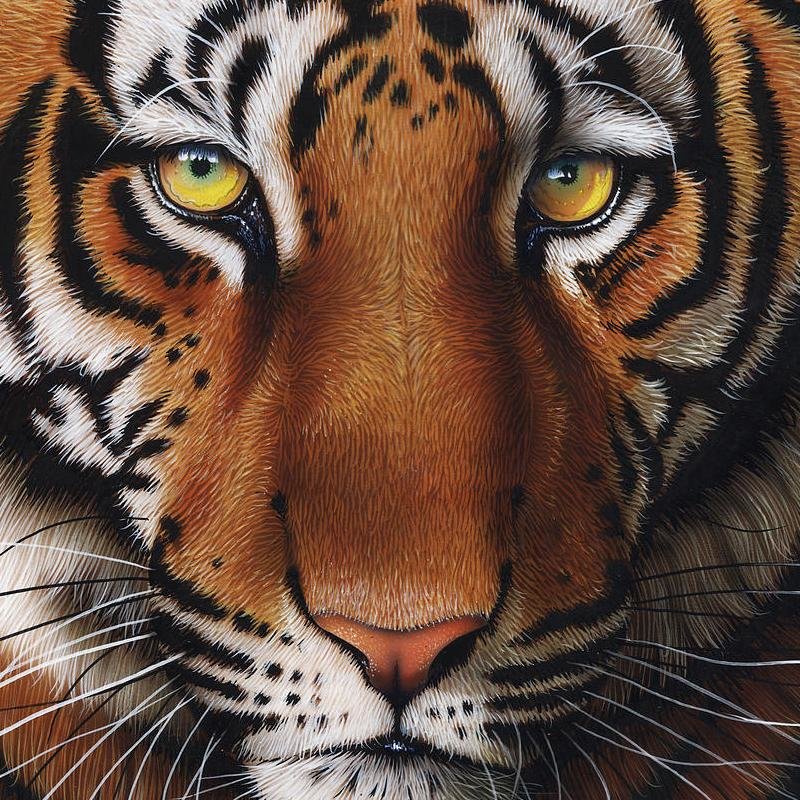 подушка Тигр - подушка, дикие хищные кошки, животные, тигр - оригинал