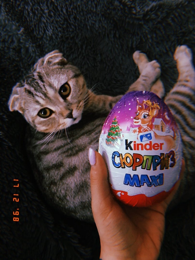 Кот - животное, кот - оригинал