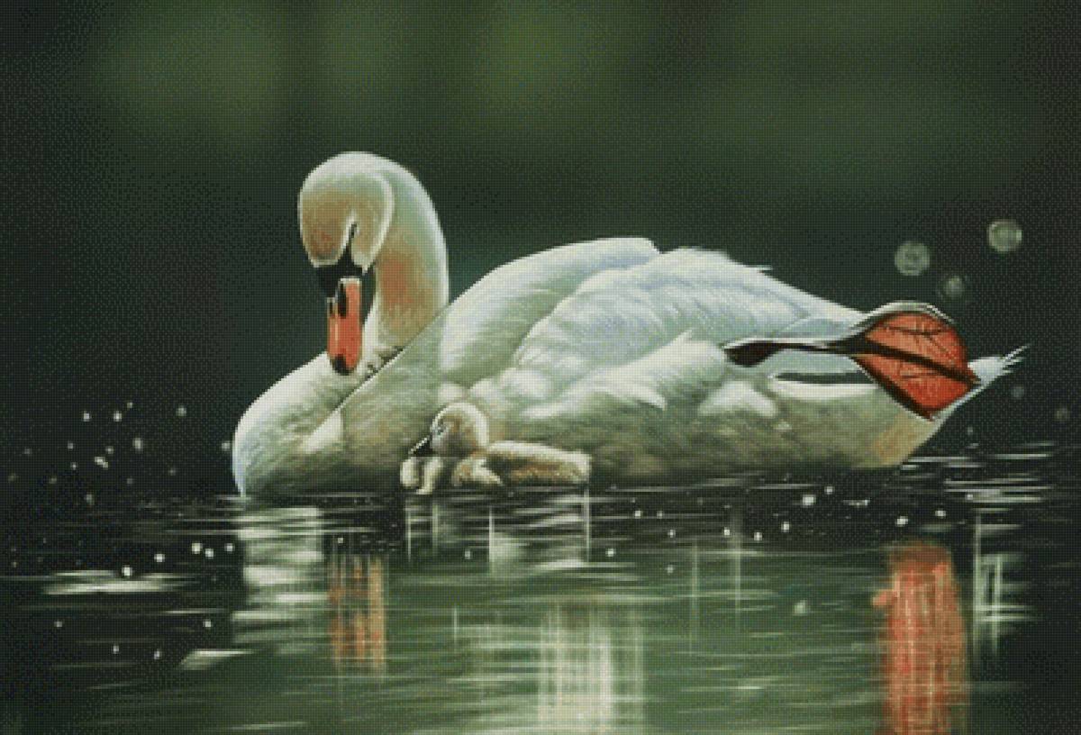 Лебеди - птицы, лебеди - предпросмотр