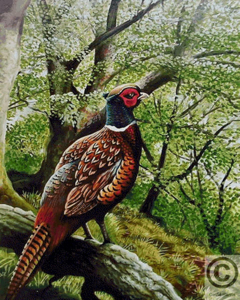 №2498936 - предпросмотр