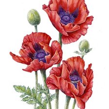 Схема вышивки «№2499102»