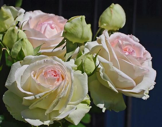 №2499451 - оригинал