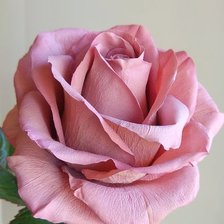 Схема вышивки «№2500536»