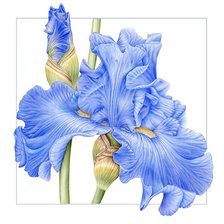 Схема вышивки «№2501075»