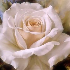 Оригинал схемы вышивки «Белая роза» (№2501103)