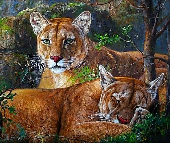 Пумы - животные - оригинал