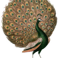 Оригинал схемы вышивки «Golden Peacock» (№2501156)