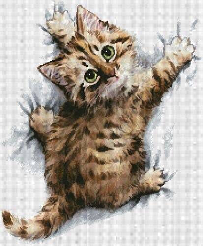 Царап - котенок, кот - оригинал