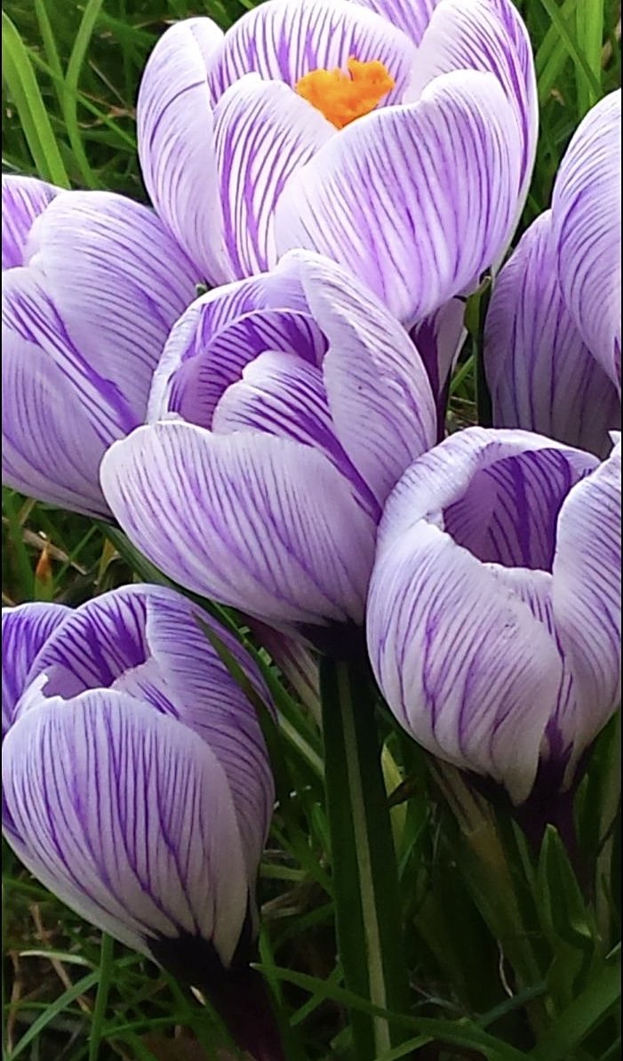 Весенние цветы - цветы, растения - оригинал