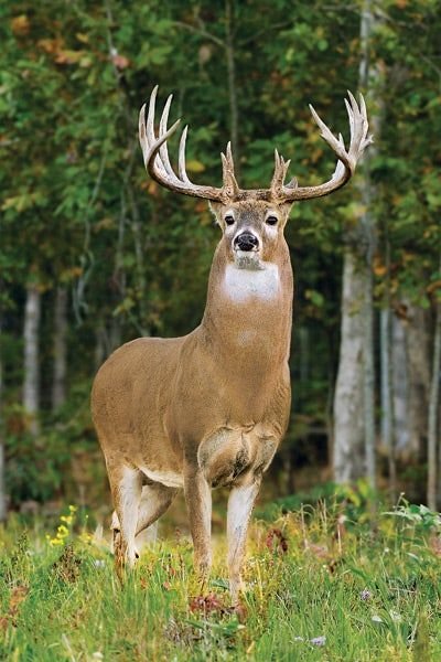 №2501772 - оригинал