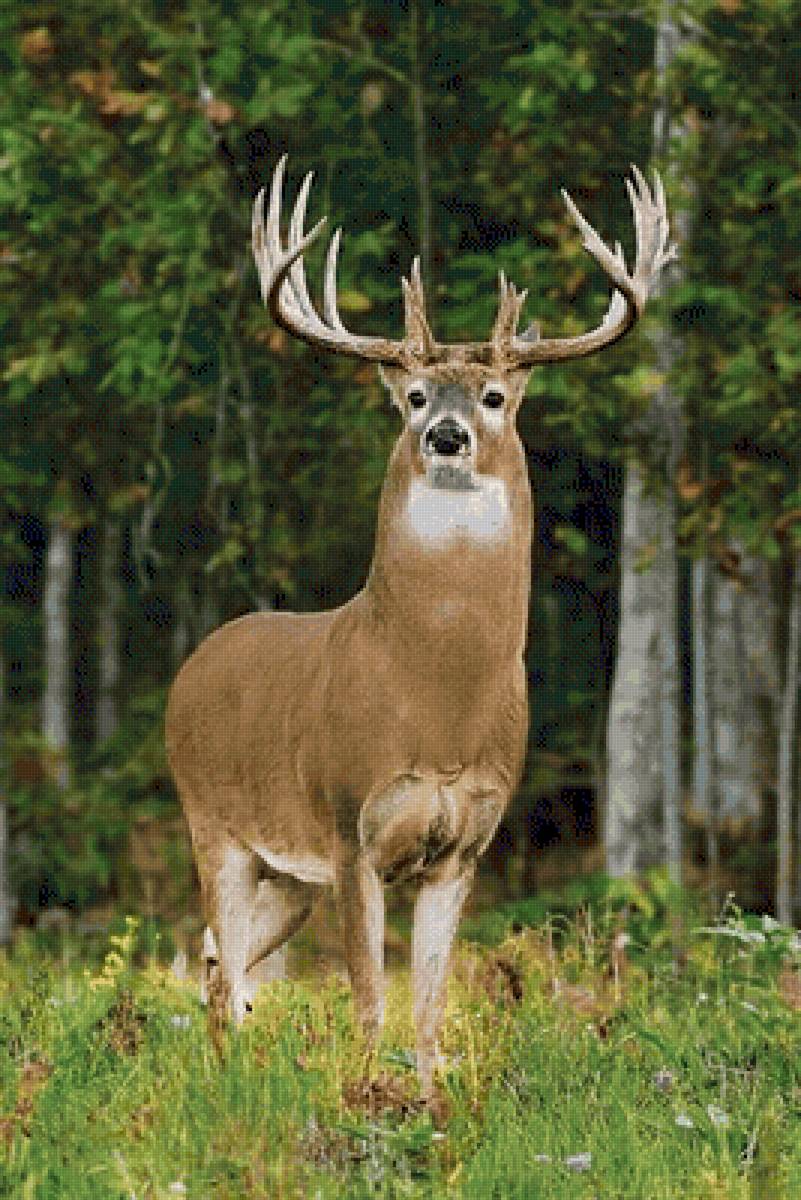 №2501772 - предпросмотр