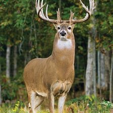 Схема вышивки «№2501772»