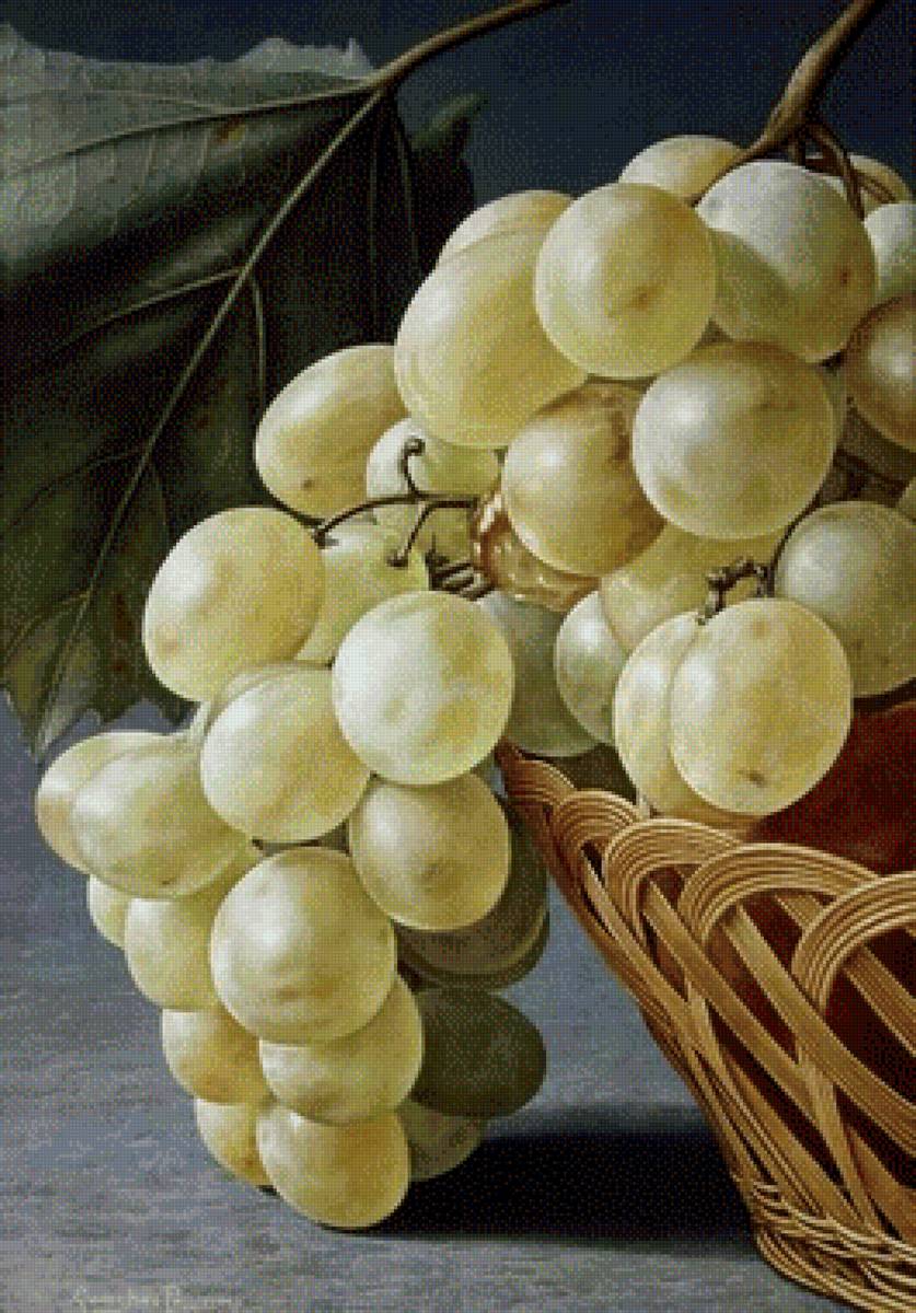 Гроздь винограда - фрукты, виноград, натюрморт - предпросмотр
