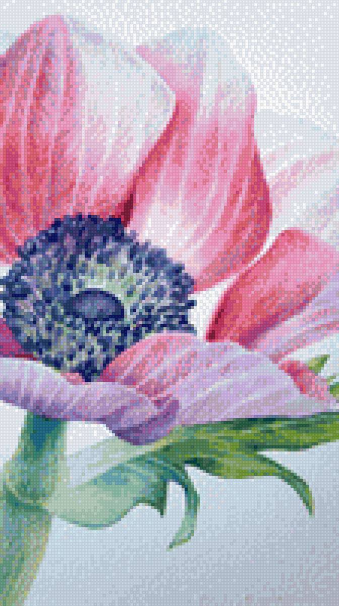 АНЕМОН - анемон, цветы - предпросмотр