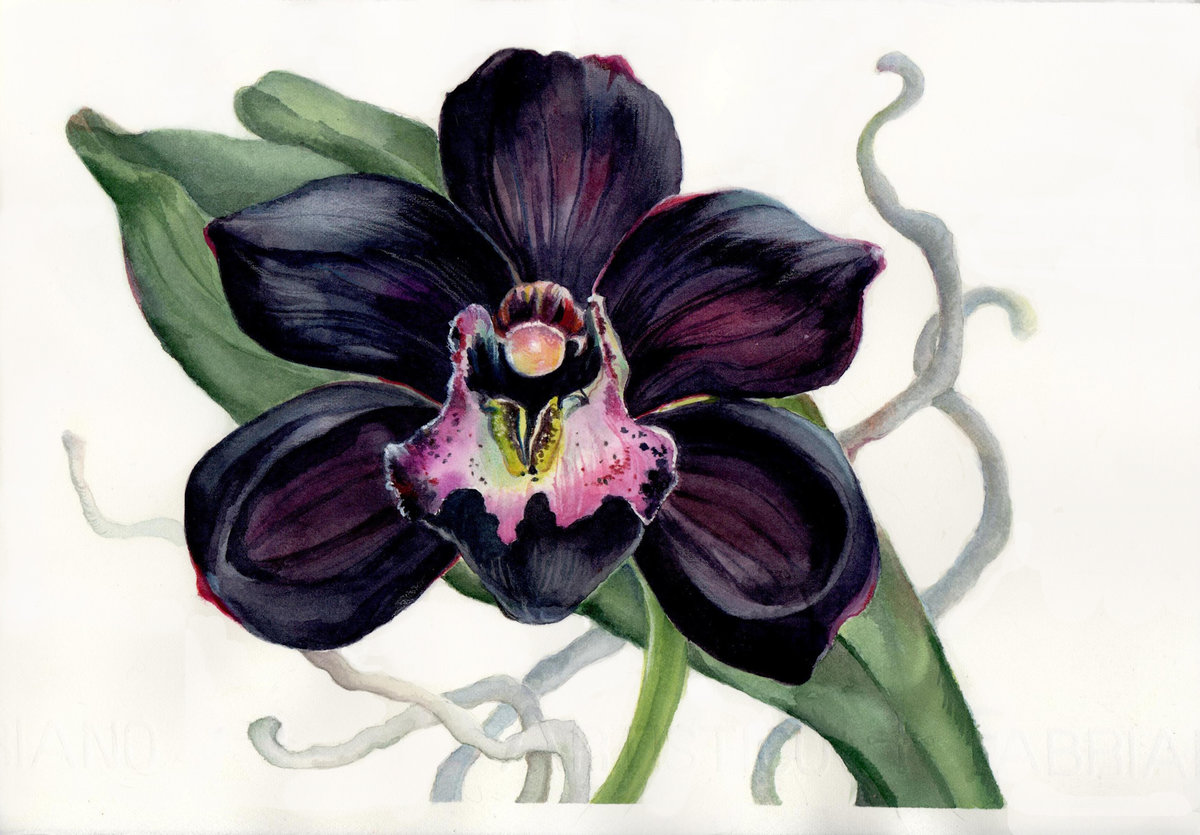 ОРХИДЕЯ - орхидея, цветы - оригинал