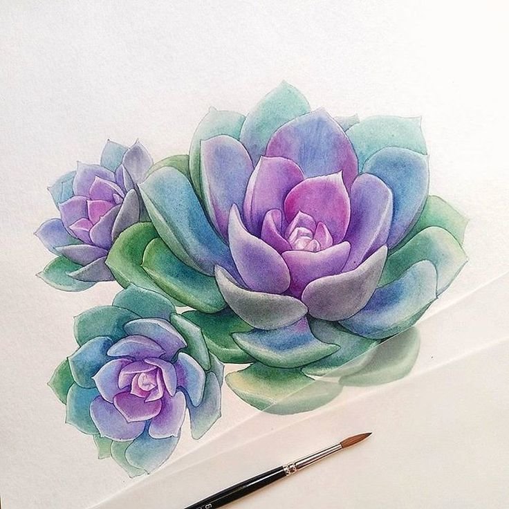 СУККУЛЕНТЫ - суккуленты - оригинал