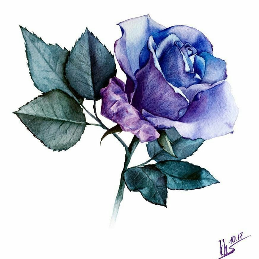 Как нарисовать синюю розу