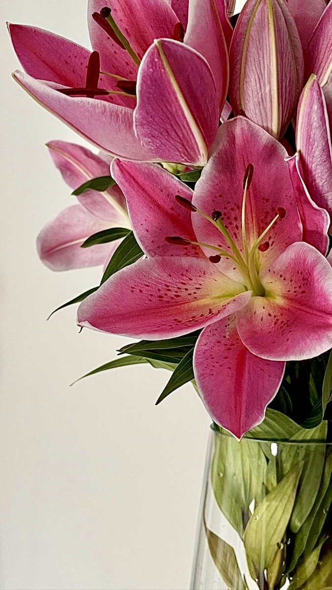 Лилии - цветы, растения - оригинал