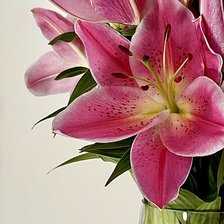 Схема вышивки «Лилии»