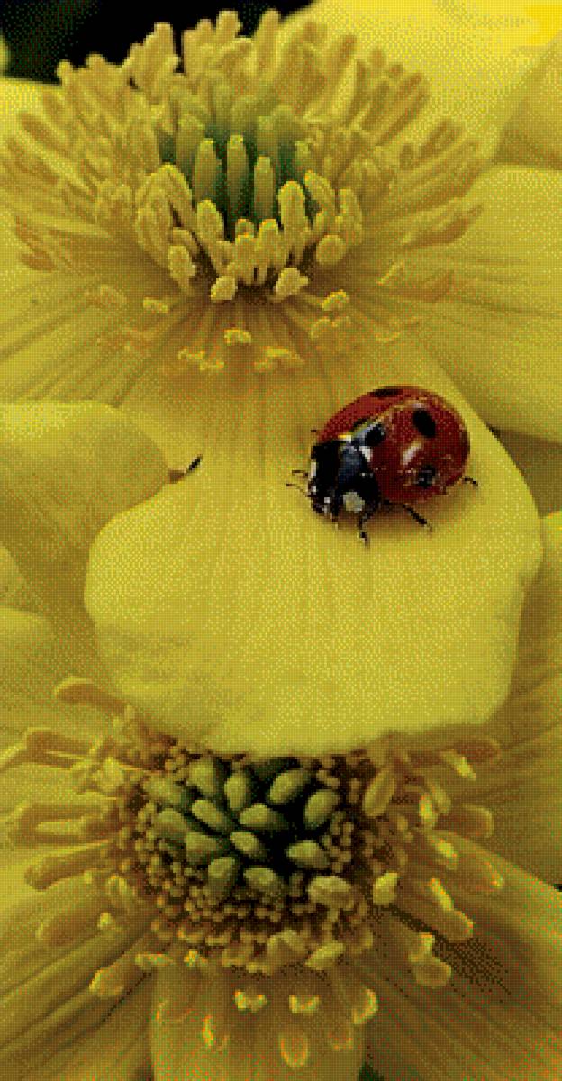 Красное на желтом - растения, божия коровка, цветы - предпросмотр