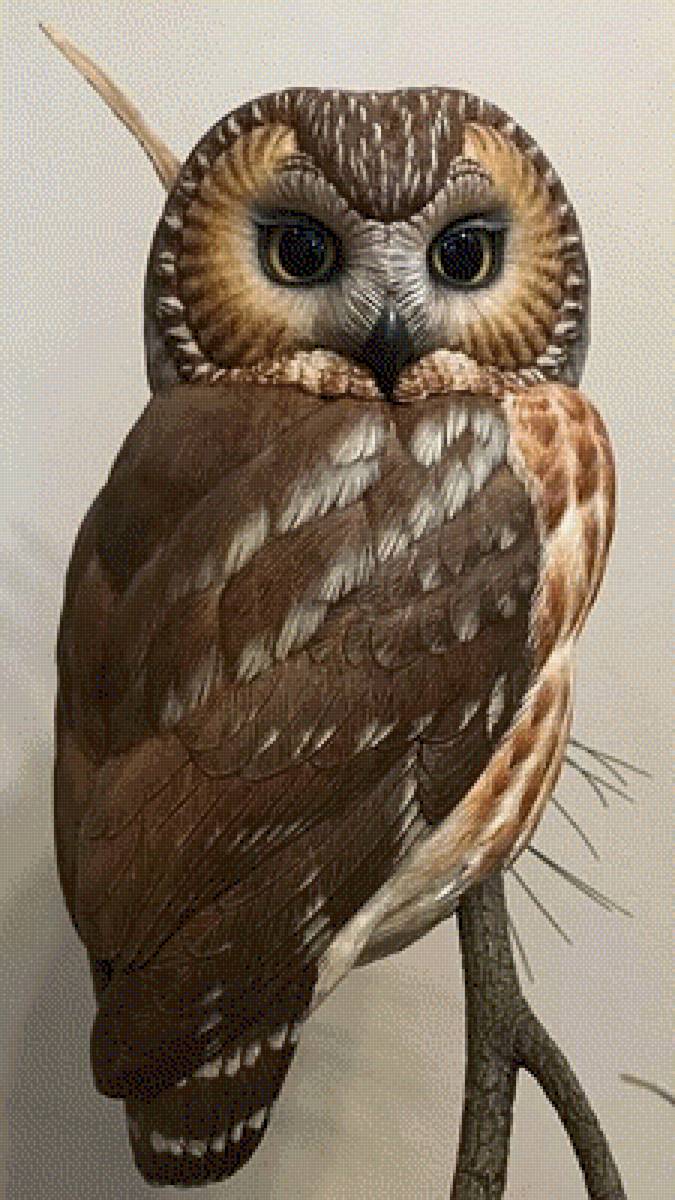 Большеглазая красотка - сова, птицы - предпросмотр